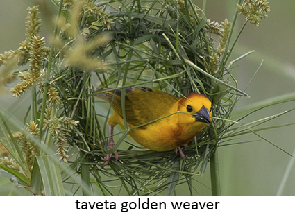 Taveta Golden Weaver