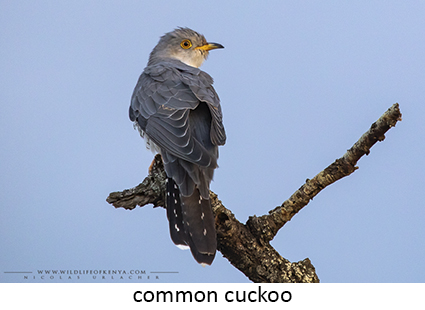 Common Cuckoo