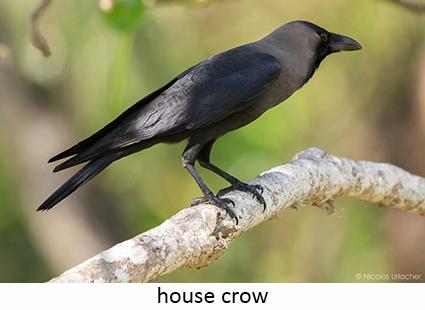 House crow