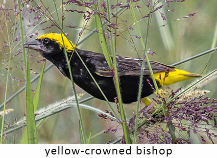 Yellow-crowned Bishop
