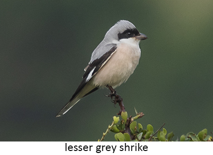 Lesser Grey Shrike