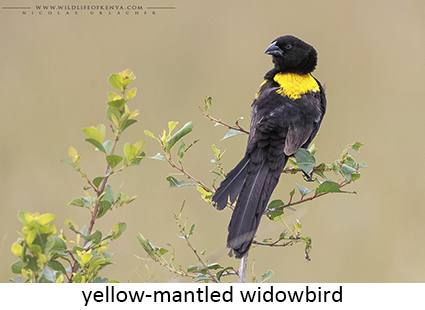 yellow-mantled Widowbird
