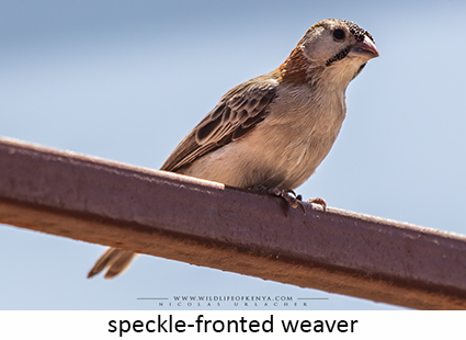 Speckle-fronted Weaver