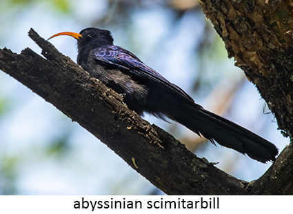 Abyssinian Scimitarbill