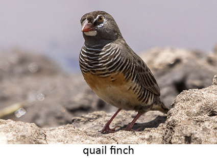 African quailfinch