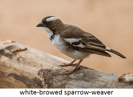 White-browed sparrow-weaver