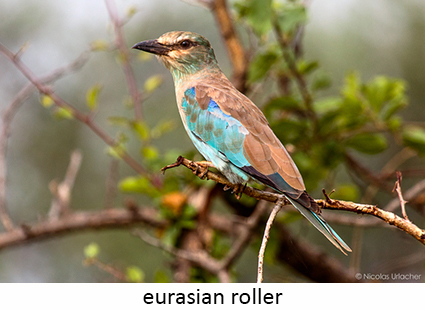 european roller
