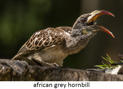 African grey hornbill