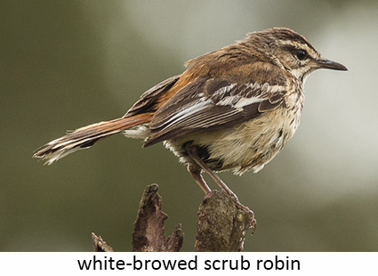 White-browed scrub robin