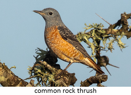Common Rock Thrush