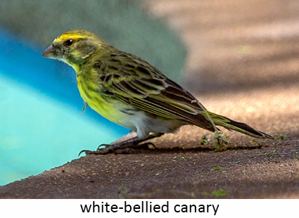 White-bellied canary