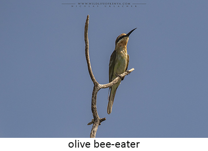 Olive bee-eater