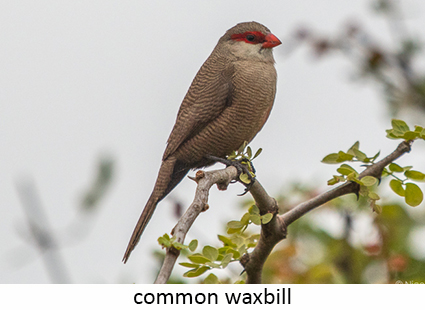 Waxbill, common