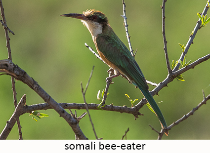 Somali Bee-eater