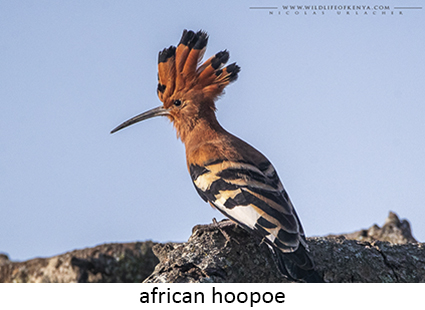 African Hoopoe
