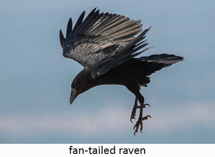 Fan-tailed raven