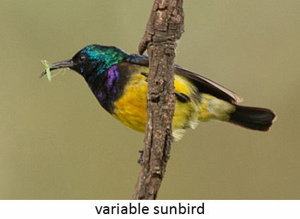 Variable sunbird