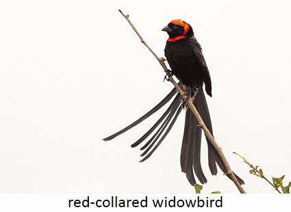 Red-collared widowbird