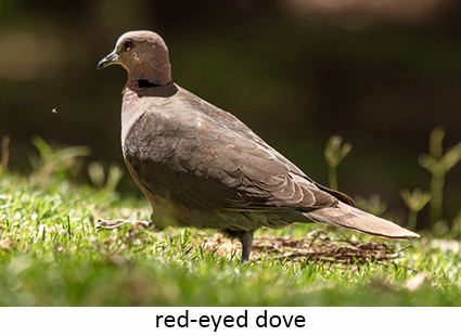 Red-eyed Dove