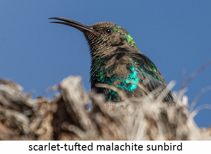 Scarlet-tufted malachite sunbird