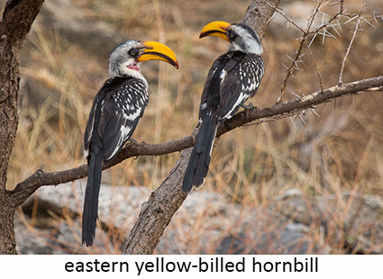 Eastern yellow-billed hornbill