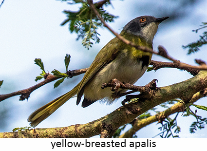 Yellow-breasted apalis