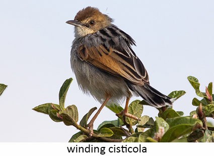 Winding cisticola