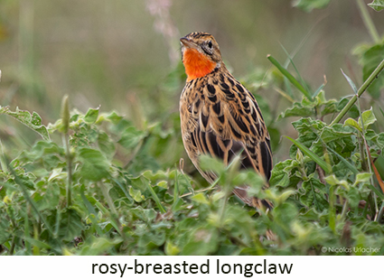 Rosy-breasted longclaw