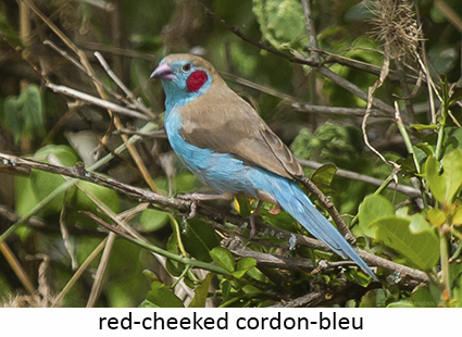 Red-cheeked cordon-bleu