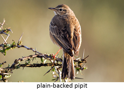 Plain-backed pipit