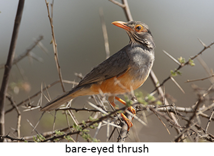 Bare-eyed Thrush