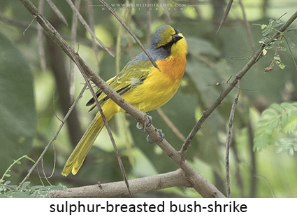 Sulphur-breasted Bush-shrike