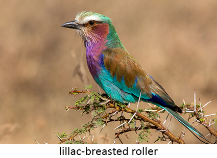 lilac-breasted roller