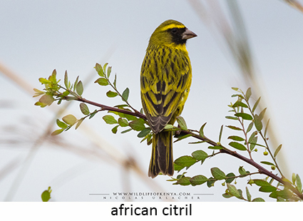African Citril
