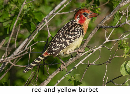 Red-and-yellow barbet
