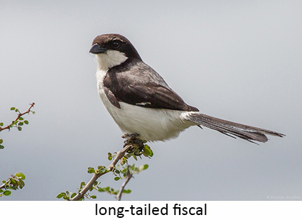 Long-tailed fiscal