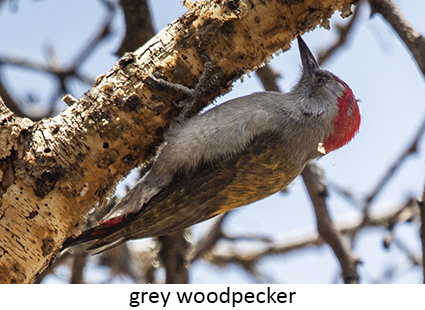 Grey Woodpecker
