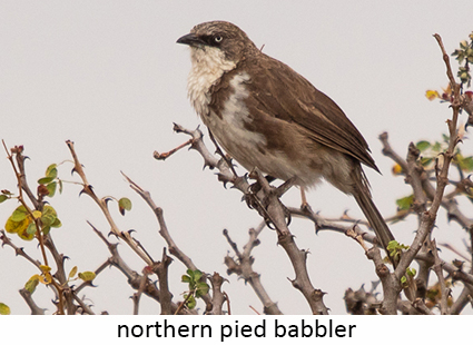 Northern Pied Babbler