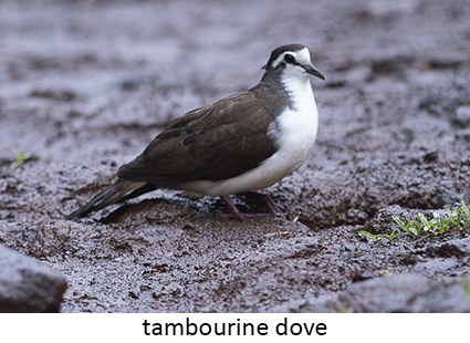Tambourine Dove