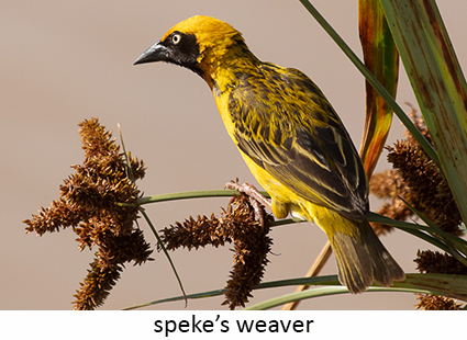 Speke's weaver