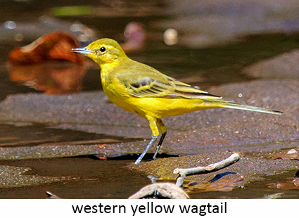 Western yellow wagtail