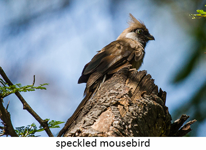 Speckled Mousebird