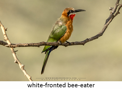 White-fronted Bee-eater