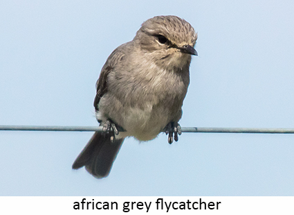 African Grey Flycatcher