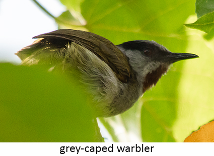 Grey-capped Warbler