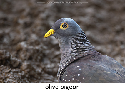 African olive pigeon