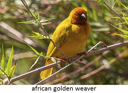 African golden weaver