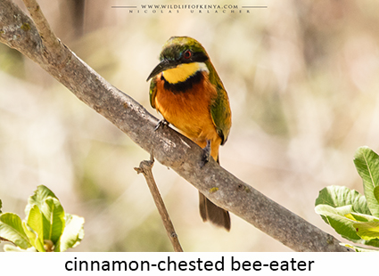 Cinnamon-chested Bee-eater