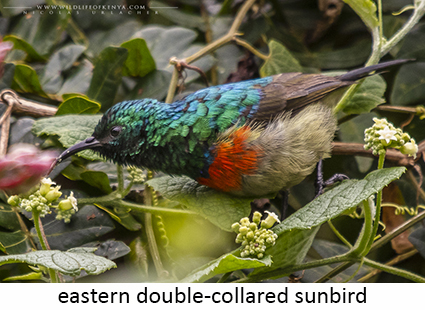 Eastern double-collared sunbird