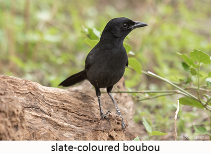 Slate-coloured Boubou 